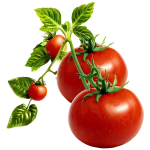 Large Tomato Plant Png 06212024 PNG Image