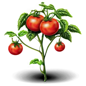 Large Tomato Plant Png Abr11 PNG Image