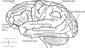 Lateral View Brain Lobesand Gyri PNG Image