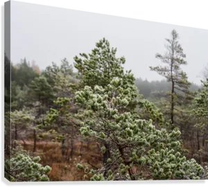 Latvian Pine Forest Winter PNG Image