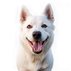 Laughing White Dog Png 53 PNG Image