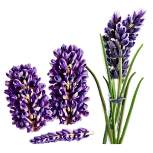 Lavender Aromatherapy Flowers Png 57 PNG Image