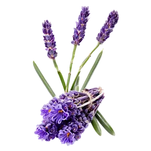 Lavender Aromatherapy Flowers Png Any PNG Image