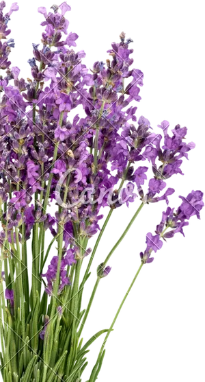 Lavender Bouquet Isolated Background PNG Image