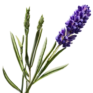 Lavender Essence Flower Png Fil PNG Image