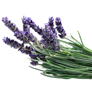 Lavender Farm Fresh Png Jet96 PNG Image