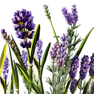 Lavender Field Flower Png 88 PNG Image