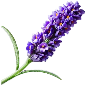 Lavender Flower C PNG Image