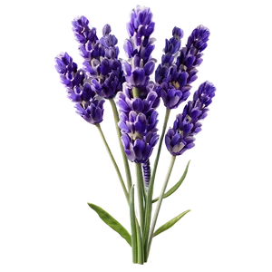 Lavender Flower Label Png 06272024 PNG Image