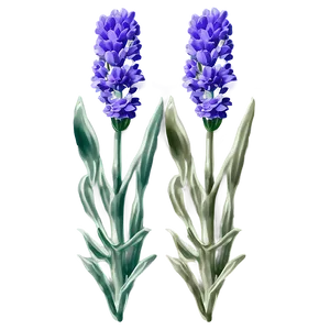 Lavender Flower Label Png Fll8 PNG Image