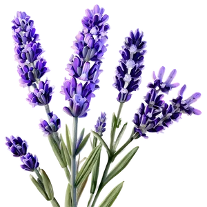 Lavender Flower Png Bbn54 PNG Image