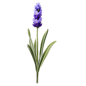 Lavender Flower Png Ngf PNG Image