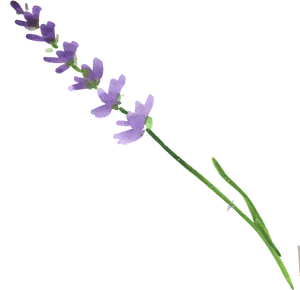 Lavender Flower Stem.png PNG Image