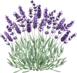 Lavender Flowers Illustration PNG Image