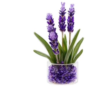 Lavender In Vase Png Xxo PNG Image