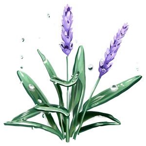 Lavender Plant With Dewdrops Png Red PNG Image