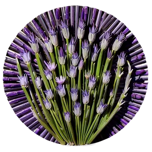 Lavender Shade Circle Png 1 PNG Image