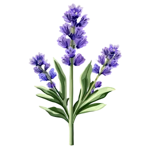 Lavender Sprig Png Lck PNG Image