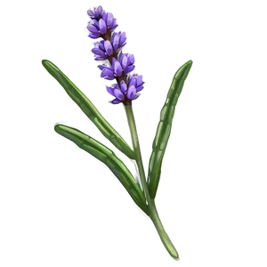 Lavender Sprig Png Xtc PNG Image