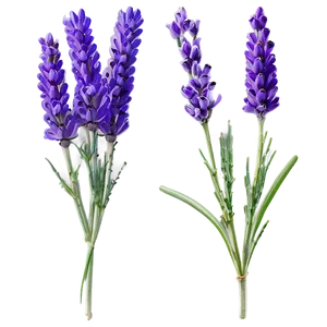 Lavender Stem Png 59 PNG Image