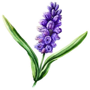 Lavender Watercolor Flower Png 06132024 PNG Image