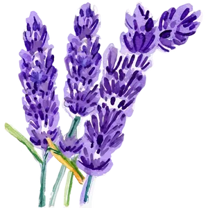 Lavender Watercolor Picture Png Thd PNG Image