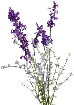 Lavenderand Frosty White Flowers PNG Image