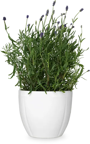 Lavenderin White Poton Black Background.jpg PNG Image