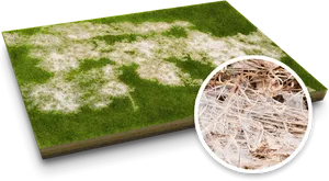 Lawn Grass With Snow Mold Fungus PNG Image