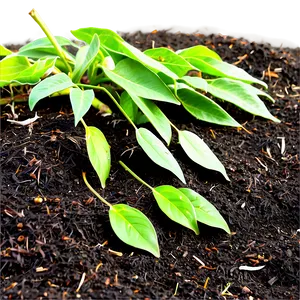 Leaf Mulch For Soil Health Png 06132024 PNG Image