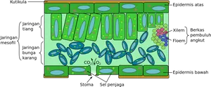 Leaf Structure Diagram PNG Image