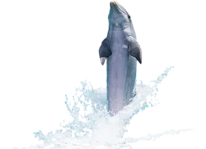 Leaping Dolphin Black Background.jpg PNG Image