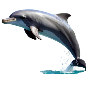 Leaping Dolphin PNG 06252024 PNG