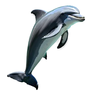 Leaping Dolphin PNG Byd PNG