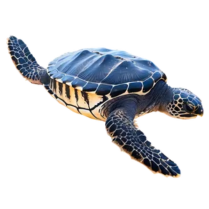 Leatherback Sea Turtle Png Max88 PNG Image