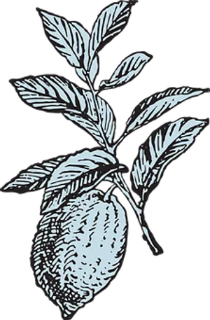 Lemon Branch Illustration PNG Image