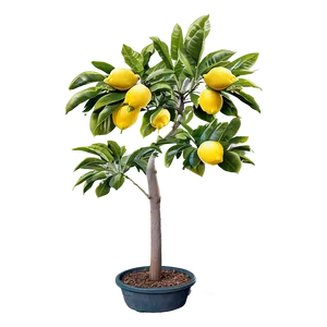 Lemon Tree Sunset Background Png Nne72 PNG Image