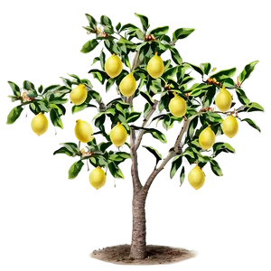 Lemon Tree With Birds Png 24 PNG Image