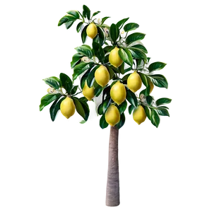 Lemon Tree With Fruits Png Otr PNG Image