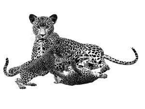 Leopard Duo Black Background PNG Image