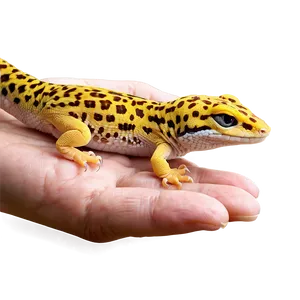 Leopard Gecko In Hand Png 63 PNG Image