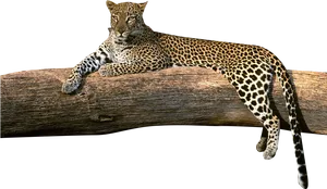 Leopard Loungingon Tree Branch PNG