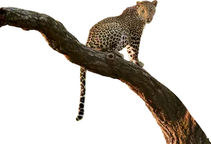 Leopard_ Perched_on_ Tree_ Branch PNG
