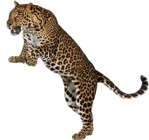 Leopardin Mid Stride PNG