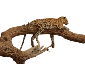 Leopardon Tree Branch PNG Image