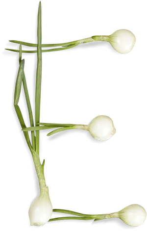 Letter E Formedby Spring Onions PNG Image