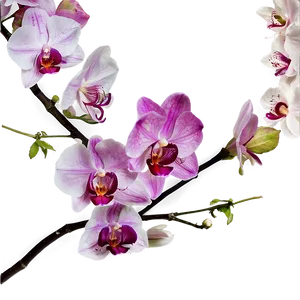 Life's Emergent Beauty PNG 51 PNG