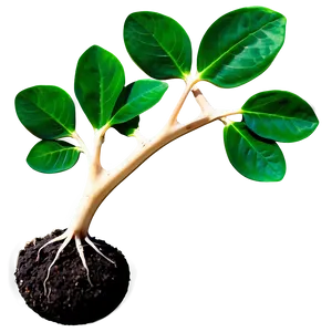 Lifecycle Sprout Png Xvw PNG Image