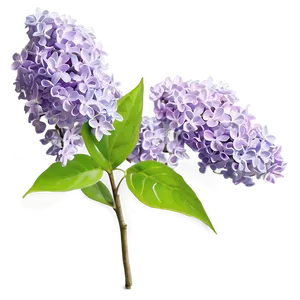 Lilac Bush Png 81 PNG Image