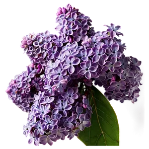 Lilac Closeup Png Cuu PNG Image